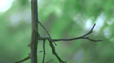 Bluetit with worm -