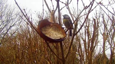 Bluetits on coconut in garden Stockbeeldmateriaal 45693150
