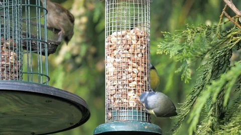Bluetits feeding on peanuts Stock Footage 116132236