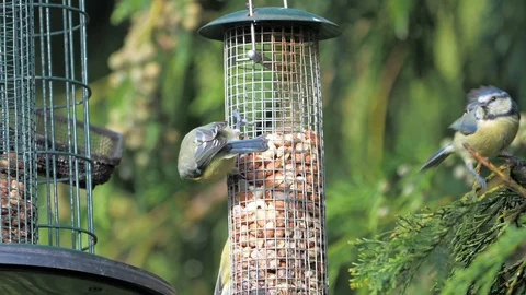 Bluetits feeding on peanuts Stock Footage 116132515