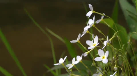 Bluets wildflowers in bloom along stream Stock Footage 23113161