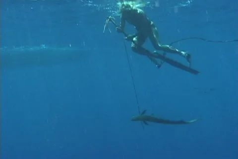 Bluewater Spearfishing Stock Footage 20728081