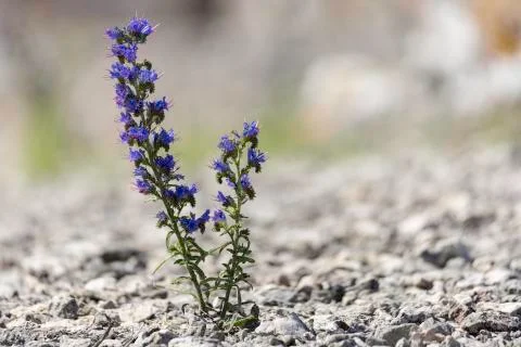 Blueweed Flower Close Up Stock Photos
