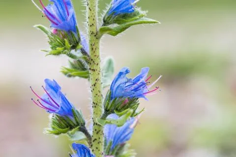 Blueweed flower closeup Stock Photos