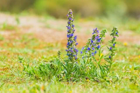 Blueweed or viper's bugloss, Echium vulgare, flowers blooming in a meadow. Stock Photos