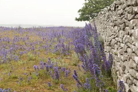 Blueweed by Stone Wall Stock Photos