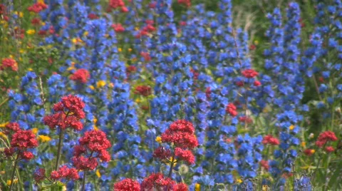 Blueweed - Viper's Bugloss, Echium Vulgare Wildflowers in Full Blossom in Sweden Stock Footage 760384