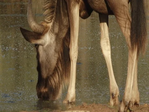 Bluewildebeest drinking closeup 스톡 동영상 71759881