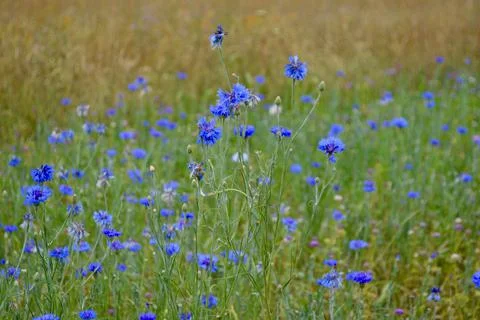 BlueWildflower Stock Photos