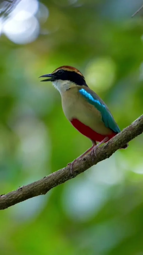 Bluewinged pitta perched on a tree branch in the forest Vídeos de archivo 336033236
