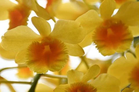 Blühende, seltene Orchidee, am 17.05.2022. 2022 - Blühende, seltene Orchid. Stock Photos