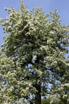 Blühender Birnbaum Stock Photos