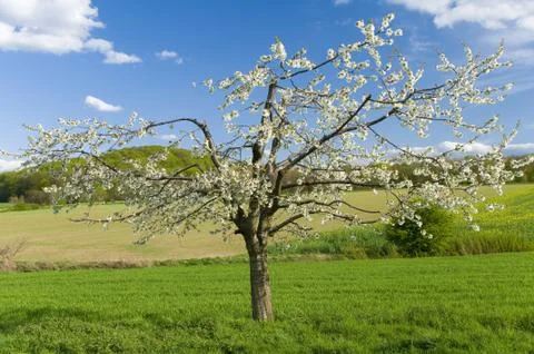 Blühender Kirschbaum im Feld Stock Photos