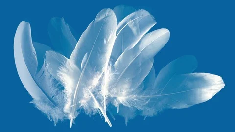 Bluish animation with mixed feathers appearing - waft blowing on feathers down. Stock Footage 76055298