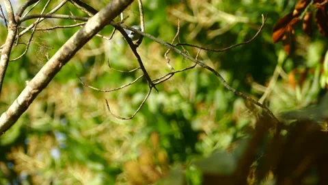 Bluish bird on tree branch move around in nature Stock Footage 151044076