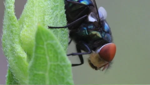 Bluish fly with red eyes Stock Footage 8620881