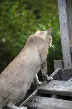 Bluish-gray colored cat Stock Photos