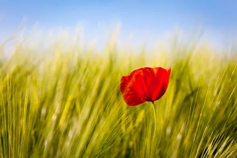 Blume-15 Stock Photos