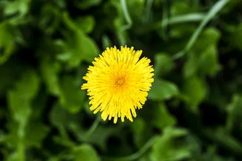 Blume-16 Stock Photos