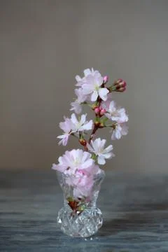 Blume-17 Stock Photos