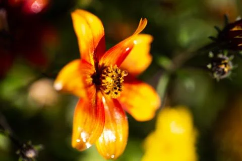 Blume mit Wassertropfen 867 Stock Photos