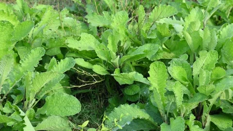 Blumea lacera plant. Видео 340076155