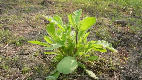 Blumea plant closeup Stockbeeldmateriaal 332587430