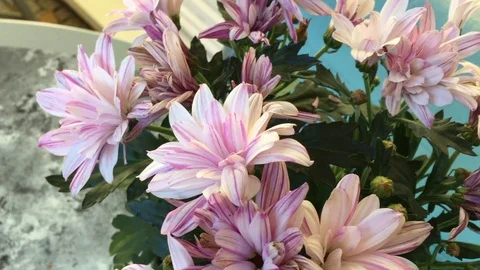 Blumen Flowers Chrysamteme Vidéo 123570384