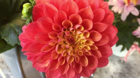 Blumen Flowers Dahlie Vidéo 123570283