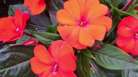 Blumen Flowers Edellieschen Stock Footage 123644583