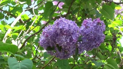 Blumen Flowers Flieder Vidéo 123570188