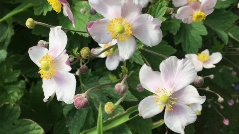 Blumen Flowers Herbstanemone Stock Footage 123638221