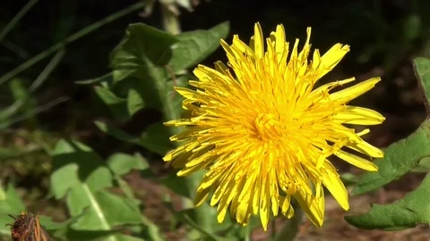 Blumen Flowers Löwenzahn Stock Footage 123637439
