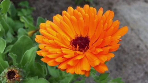 Blumen Flowers orange Gerbera Vidéo 123642613