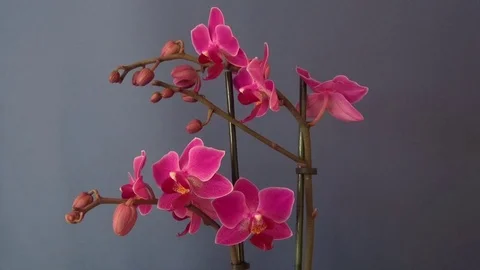 Blumen Flowers Orchidee Vidéo 123643789