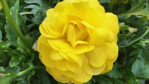 Blumen Flowers Ranunkel Stock Footage 123642748