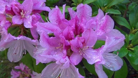 Blumen Flowers Rhododendron Stock Footage 123645372