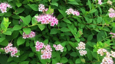 Blumen Flowers Spierstrauch Vidéo 123567287