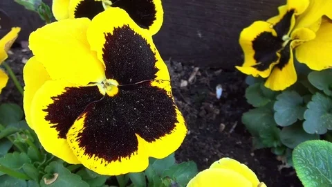 Blumen Flowers Stiefmütterchen Vidéo 123566752