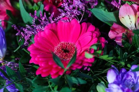 Blumen Gerbera Stock Photos