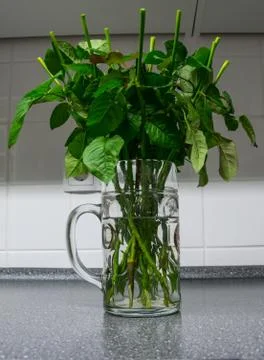 Blumenstrauß Stock Photos