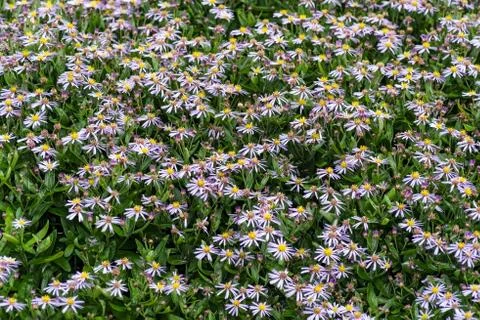 Blumenwiese Foto stock