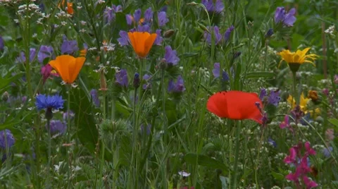 Blumenwiese3h264 Stock Footage 7745818