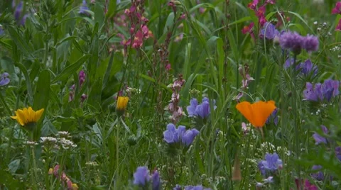 Blumenwiese4h264 Stock Footage 7745844