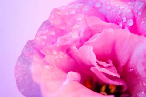 Bluming eustoma flower with dew water drops in neon light. lisianthus macro.  Stock Photos