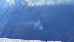 Extreme close-up of blobfish in water, Stock Video