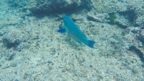 Blunt-headed parrotfish feeding on the reef at heron island Stock Footage 83028484