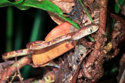 Blunt-headed tree snake in Costa Rica Stock Photos