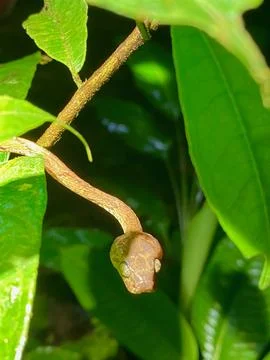 Blunt Headed Tree Snake Stock Photos
