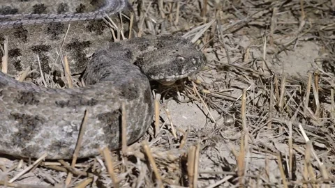 Blunt-Nosed Viper Coiled on Dry Ground Among Grass, Close-Up of a Venomous Stock Footage 343056444